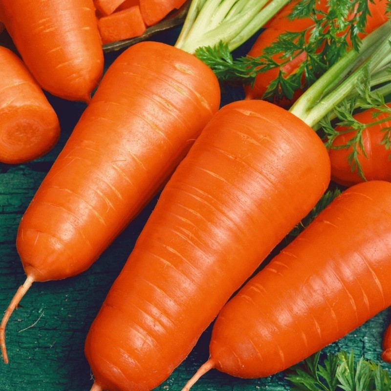 морковь цена семян