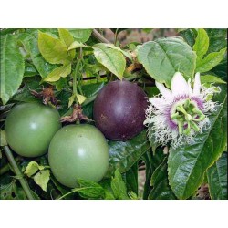 Passiflora Edulis Passionsblomssläktet Frön 3 - 4