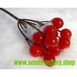 American Highbush Cranberry Seeds Viburnum trilobum Shrub