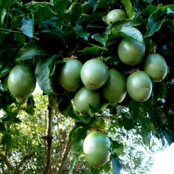 Passiflora Edulis Passionsblomssläktet Frön 3 - 2