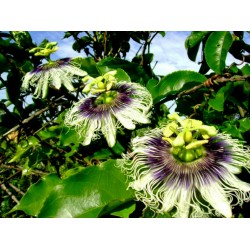 Graines Passiflora Edulis Passion Flower 3 - 3