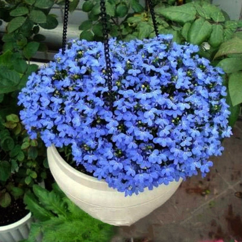 Sementes de Linho perene, linho azul (Linum perenne) 2.95 - 1