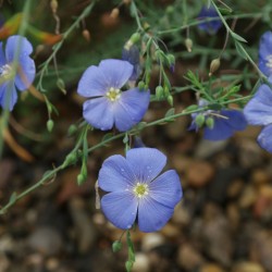 Graines de Fleurs de Lin Vivace Bleu (Linum perenne) 2.95 - 2