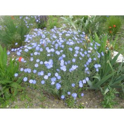 Graines de Fleurs de Lin Vivace Bleu (Linum perenne) 2.95 - 3
