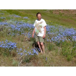 Graines de Fleurs de Lin Vivace Bleu (Linum perenne) 2.95 - 4