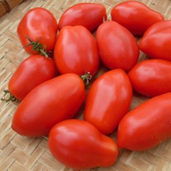 Napoli Tomato Seeds 1.85 - 2