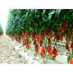 Sementes de Tomate Napoli 1.85 - 3