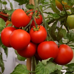 Sementes de Tomate Cereja Vermelho 1.95 - 2