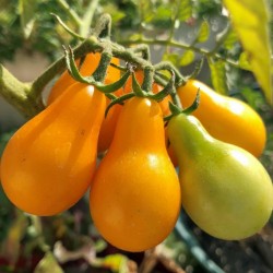 Yellow Pear, Gelbe Birnchen Tomaten Samen 1.95 - 2