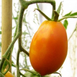 Semillas de Tomate Naranja Plátano 1.85 - 2