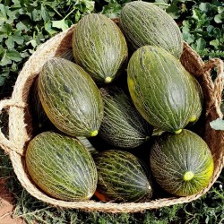 Piel de Sapo Melon Seeds (Cucumis melo) 1.849999 - 2