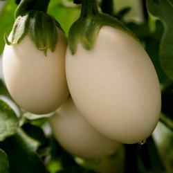 Σπόροι Solanum melongena Golden Eggs 1.85 - 2