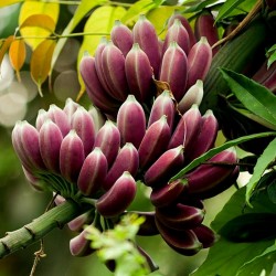 Seme Burmanske Plave Banane (Musa itinerans) 3.05 - 2