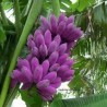 Price: €4.5 - Semillas de Plátano Azul Birmano (Musa itinerans) - 
