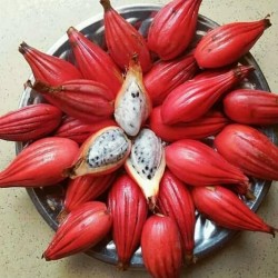 Jinguenga, Nebeski Plod Seme (Aframomum alboviolaceum) 3.45 - 1