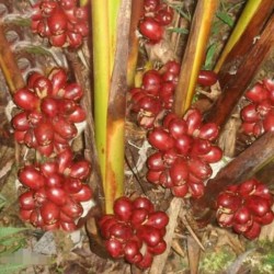 Jinguenga, Himmel Frucht Samen (Aframomum alboviolaceum) 3.45 - 4