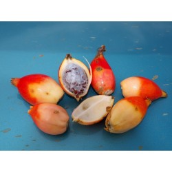 Semi Jinguenga, Cielo frutta (Aframomum alboviolaceum) 3.45 - 5