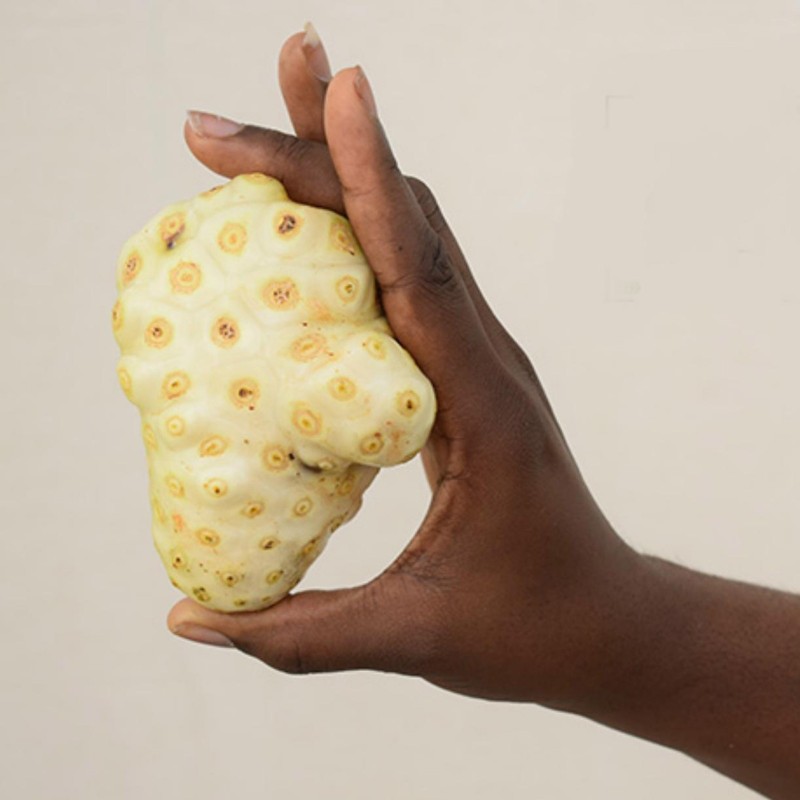 Noni Seeds (Morinda citrifolia, Rubiaceae) | 2,20 €