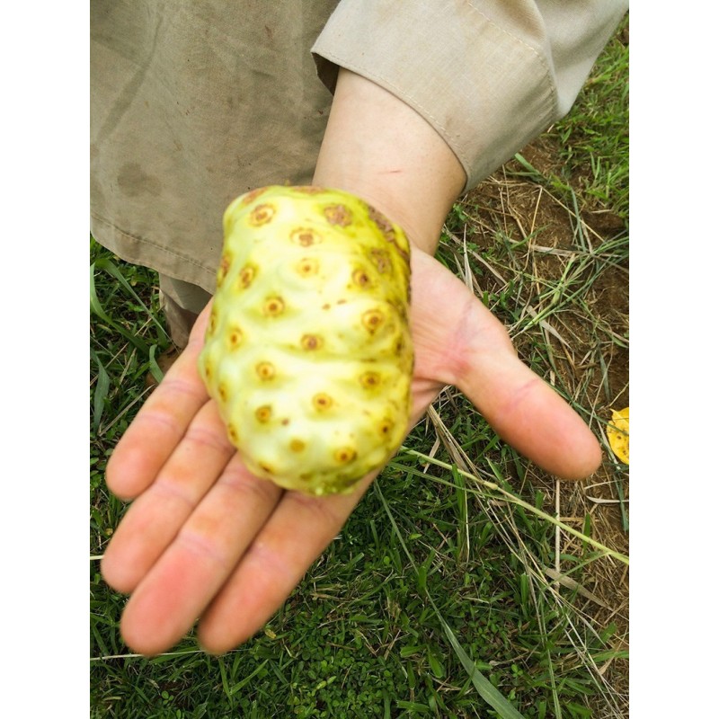 Noni Seeds (Morinda citrifolia, Rubiaceae) | 2,20 €