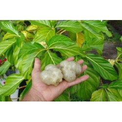 Semillas de NONI (Morinda citrifolia) 1.95 - 5
