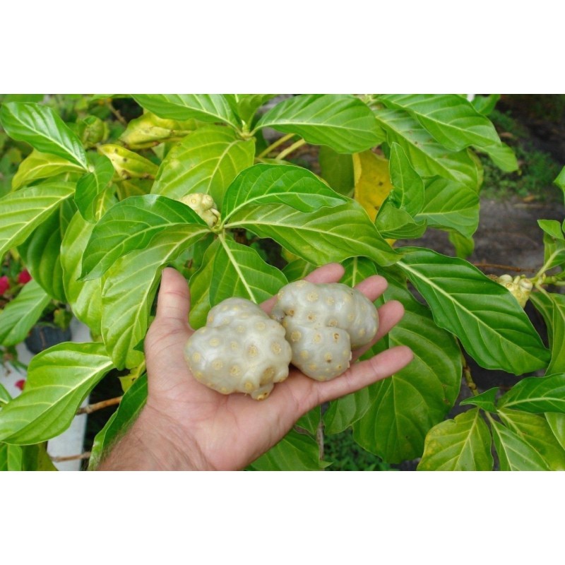 Noni Seeds (Morinda citrifolia, Rubiaceae) | 2,20 €