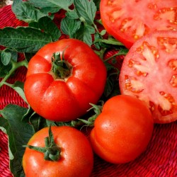 Semillas de Tomate Saint Pierre 1.5 - 4