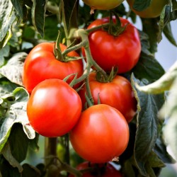 Tomatfrön Saint Pierre 1.5 - 2