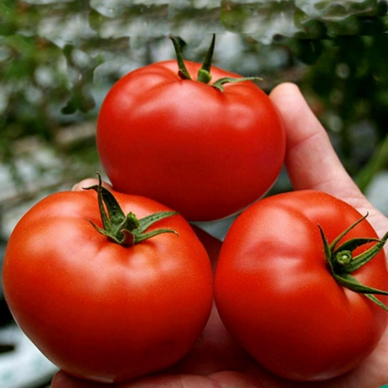 Sementes de tomate Saint Pierre 1.5 - 1