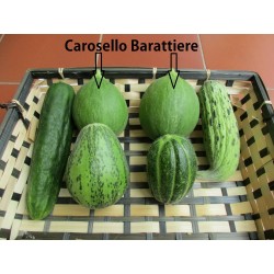 Cucumber Melon Seeds - Carosello Barattiere 2.95 - 3
