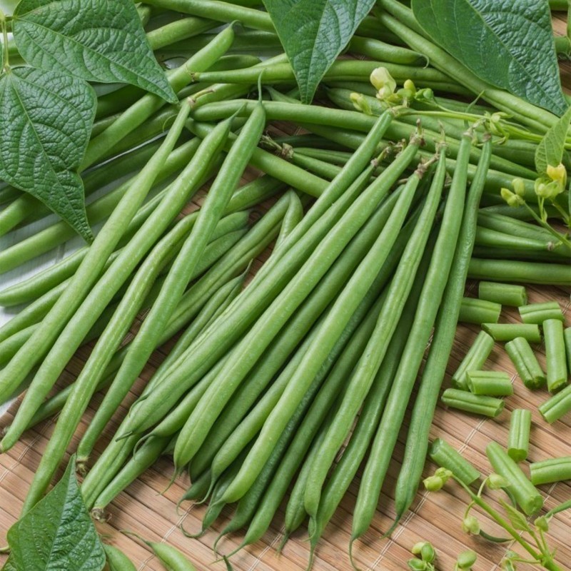 Semillas de judías verdes Topcrop (Top Crop) 1.35 - 1