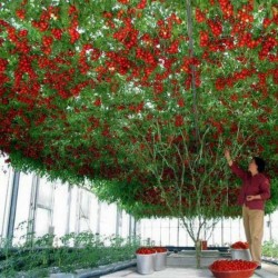 Sementes Gigantes Italiano Árvore de Tomate 5 - 2