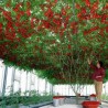 Giant Italian Tree Tomato seeds 5 - 2