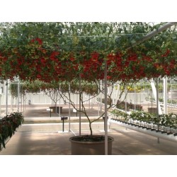 Sällsynta Jätte italiensk tomatträd frön 5 - 4