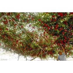 Sementes Gigantes Italiano Árvore de Tomate 5 - 5