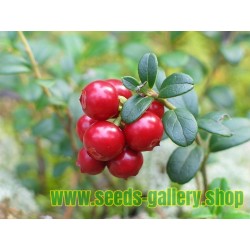 American Cranberry Seeds (Vaccinium macrocarpon)