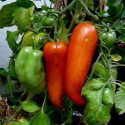 Σπόρους ντομάτας JERSEY DEVIL 1.95 - 3