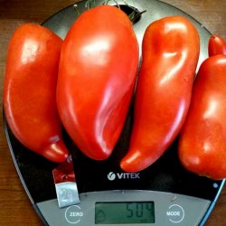 JERSEY DEVIL - Jersey jäkel tomatfrön 1.95 - 5