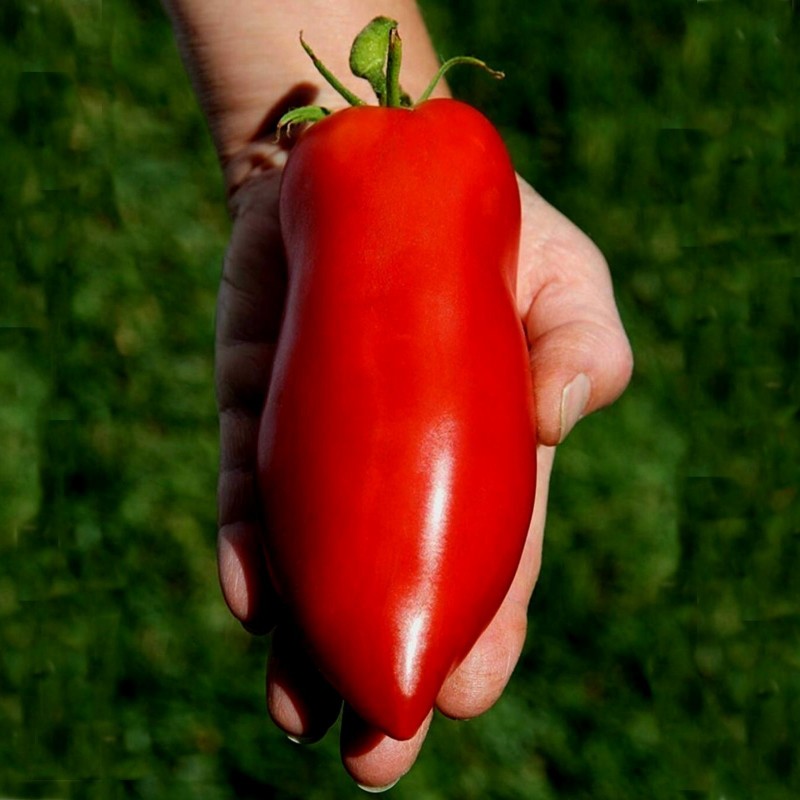 Sementes de tomate JERSEY DEVIL 1.95 - 1