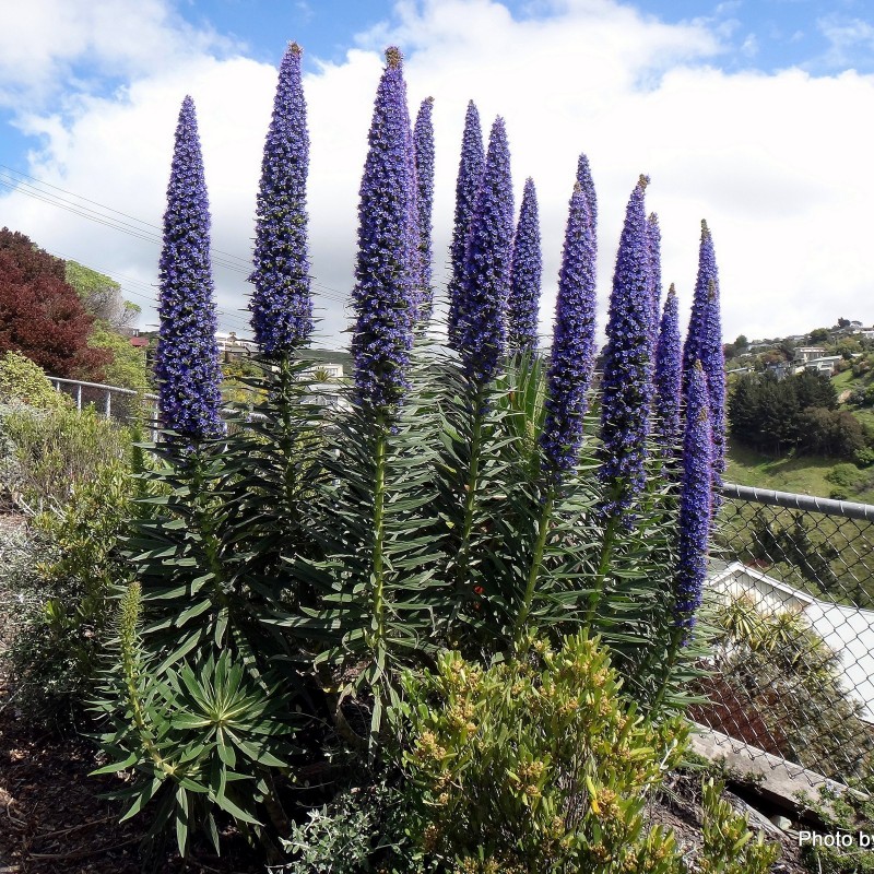 100 graines-Gros Fleur-Echium pininana-Blue Steeple Tower of Jewels 