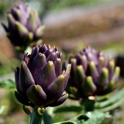 Semillas de Alcachofa Violet de Provence 1.95 - 2