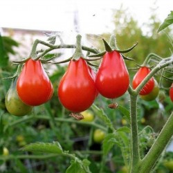 Red Pear, Rotes Birnchen Tomate Samen 1.9 - 2