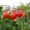 Semillas de Tomate Cherry Rojo Pera 1.9 - 2