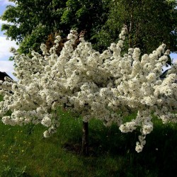 Сарджент Краб Яблочные Семена (Malus sargentii) 1.95 - 4