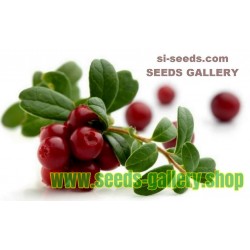 Frön Tranbär (Vaccinium macrocarpon)