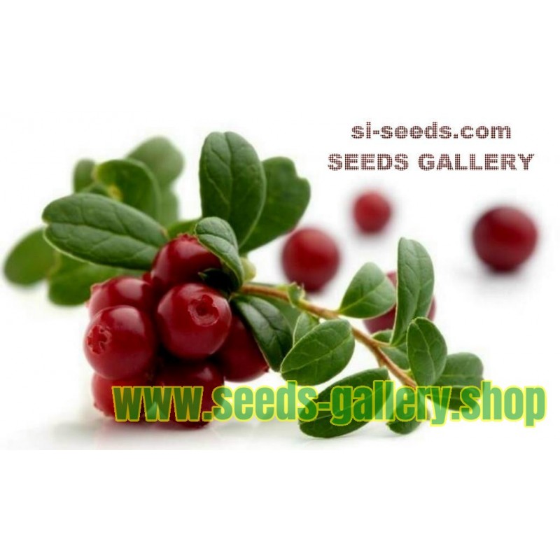 Semi Cranberry americano (Vaccinium macrocarpon)