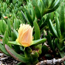 Hottentot-Fig, Ice Plant, Highway Ice Plant Seeds 3 - 5
