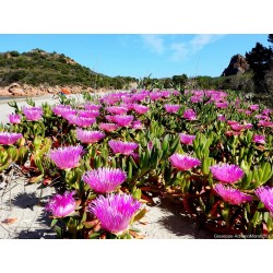 Hottentot-Fig, Ice Plant, Highway Ice Plant Seeds 3 - 3