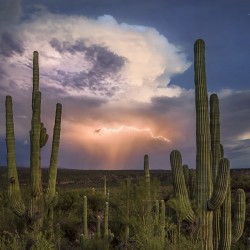 Graines de Cactus Saguaro (Carnegiea gigantea) 1.8 - 2