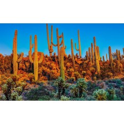 Saguaro Cactus Seeds (Carnegiea gigantea) 1.8 - 5