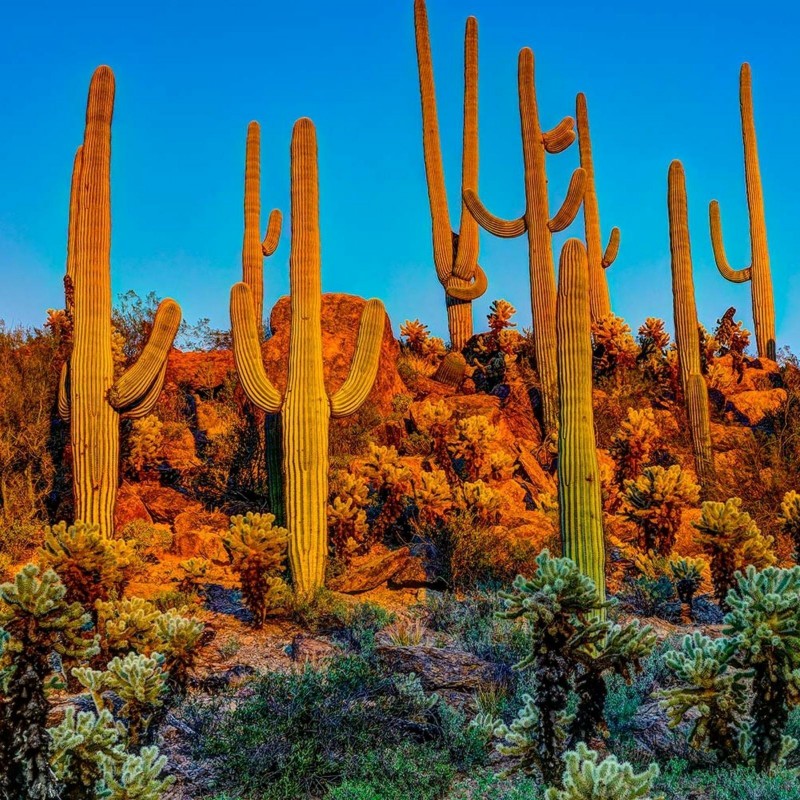 Saguaro Kaktus Seme (Carnegiea gigantea) 1.8 - 1